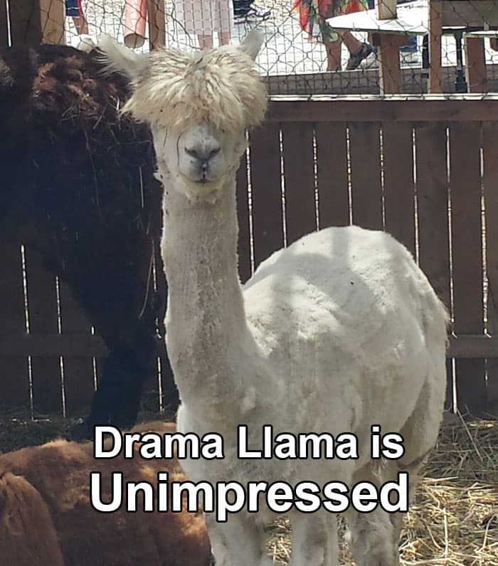 Big Brother 15 – Drama Llama Is Bored