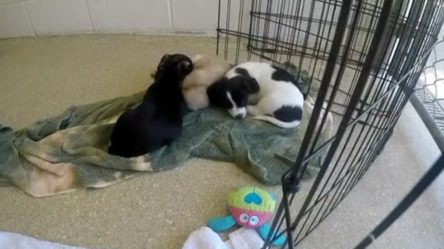 Wednesday Feeds Brought To You By Cute Adoptable Pets