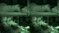 Shhh…HGs are still sleeping!