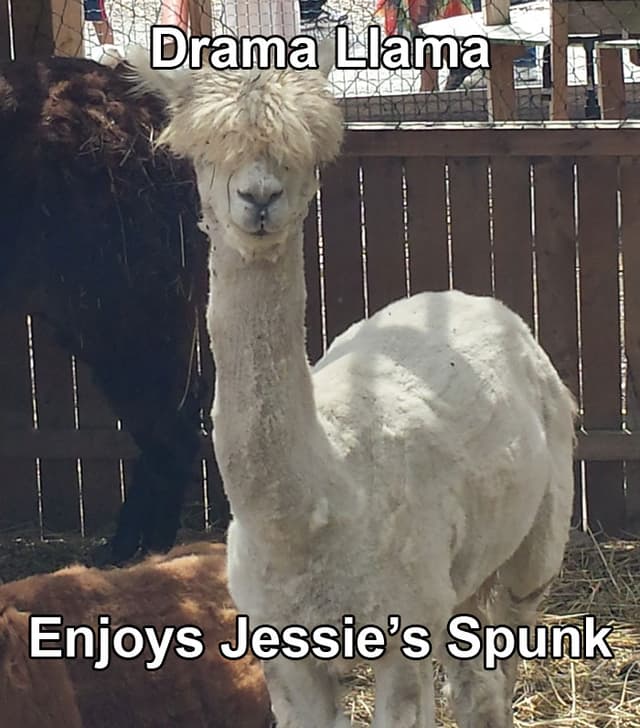Big Brother 15 – Jessie Versus The House: Round 2