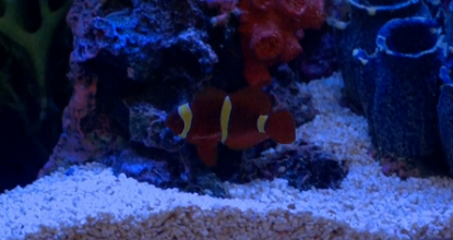 Nemo found Dory... She was delicious